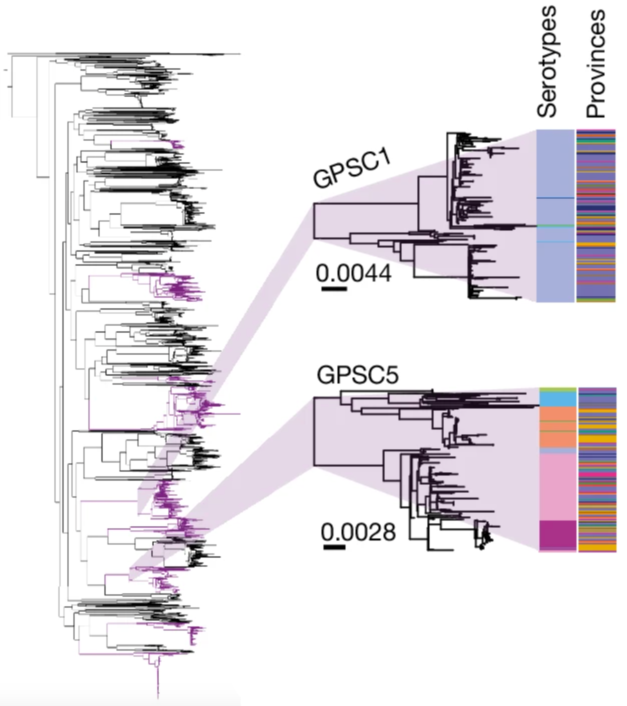Phylogenetic tree of South African pneumococcal isolates with the GPSC1 and GPSC5 lineages enlarged beside serotype and province colour bars.