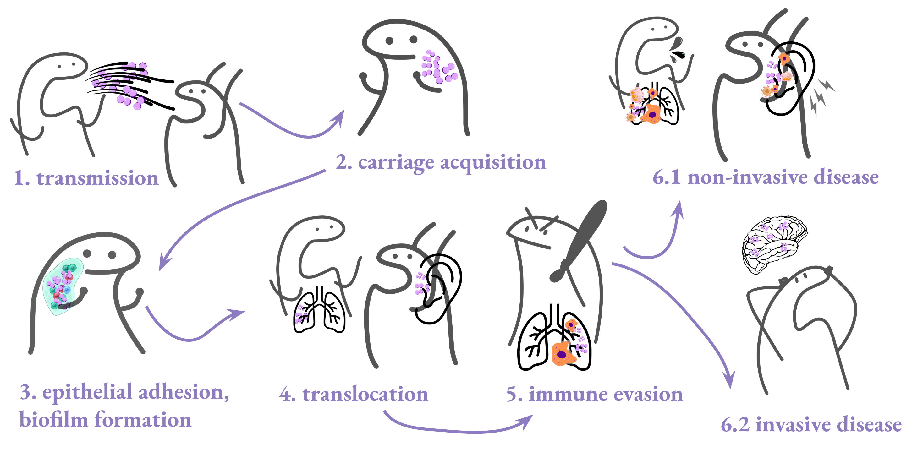 Diagram of six steps from transmission to disease: transmission, carriage acquisition, epithelial adhesion and biofilm formation, translocation, and immune evasion, leading to either non-invasive or invasive disease.